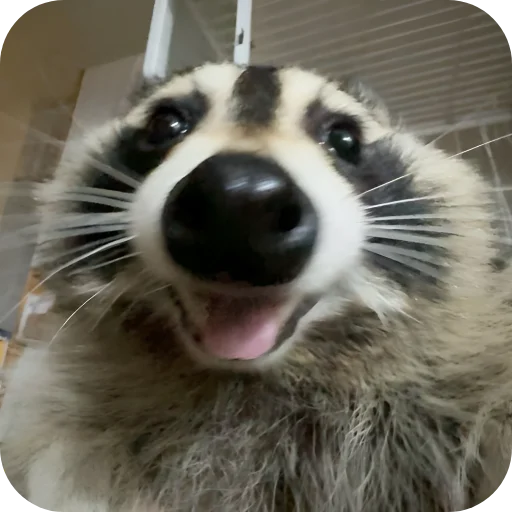 😀 Стикер «Енотики 1» для Telegram