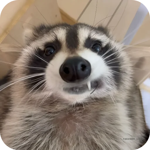 🤪 Стикер «Енотики 1» для Telegram