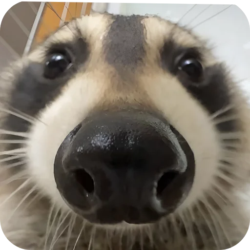 😶 Стикер «Енотики 1» для Telegram