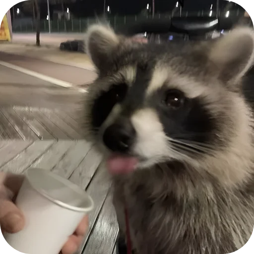 😋 Стикер «Енотики 1» для Telegram
