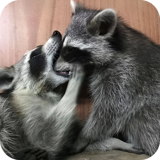 ☺️ Стикер «Енотики 1» для Telegram