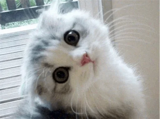 🥺 Стикер «Princesses/ Принцессы» для Telegram