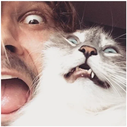 🐱 Стикер «Eskimo Callboy» для Telegram