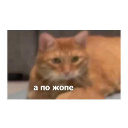 🤬 Стикер «ЭТО ЖИЗНЬ» для Telegram