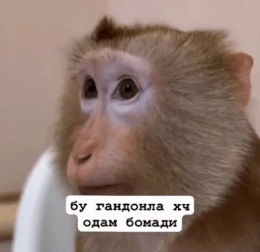 🤩 Стикер «инста гифлари» для Telegram