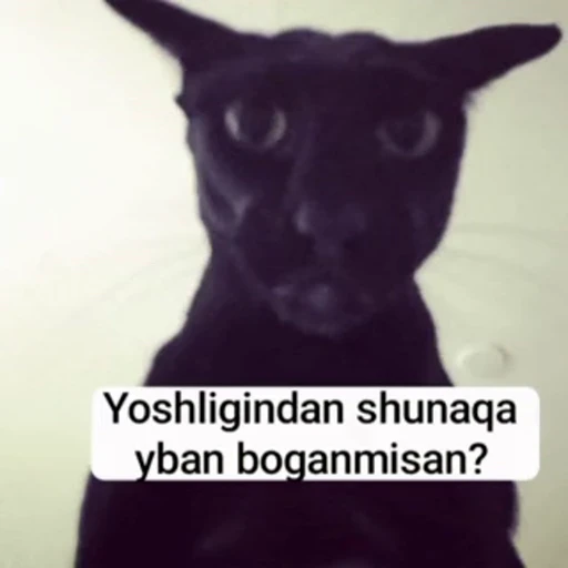🗿 Стикер «инста гифлари» для Telegram