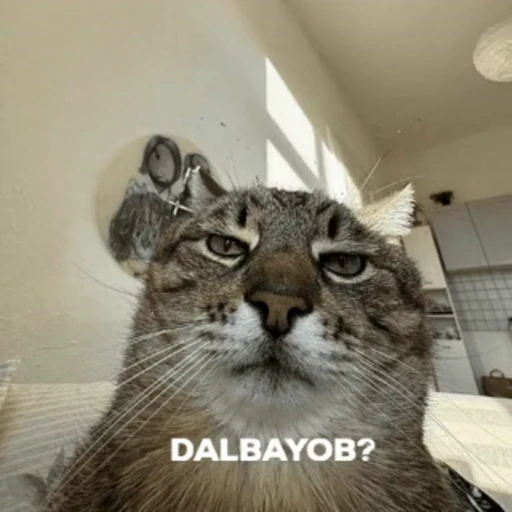 🗿 Стикер «инста гифлари» для Telegram