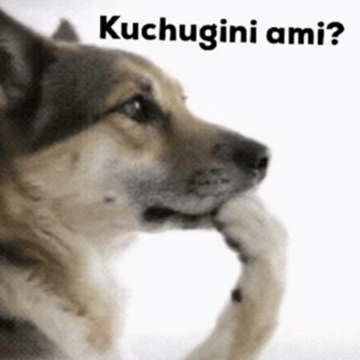 🤔 Стикер «инста гифлари» для Telegram