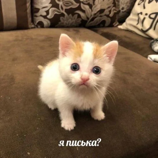 😰 Стикер «Разрывные котята» для Telegram