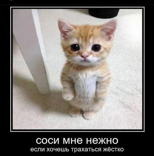 😺 Стикер «Разрывные котята» для Telegram