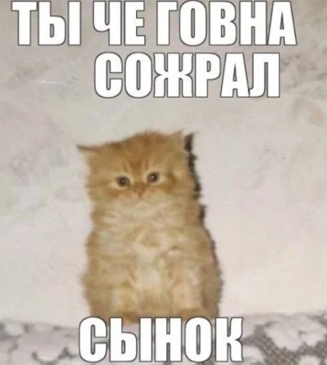 👊 Стикер «Разрывные котята» для Telegram