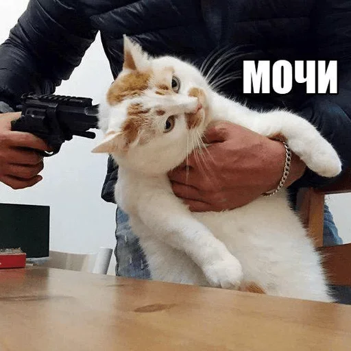 😈 Стикер «Разрывные котята» для Telegram