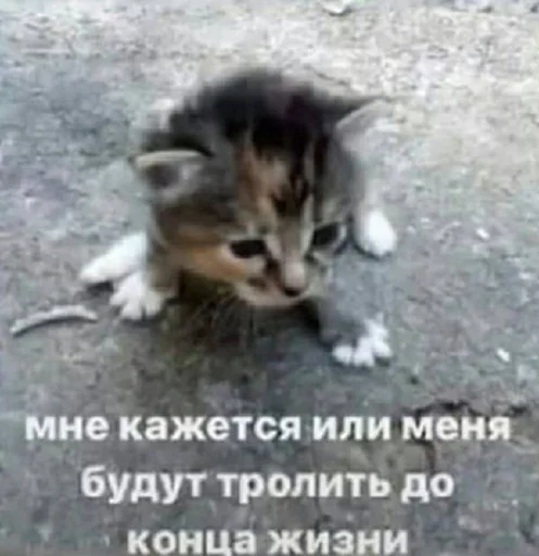 💙 Стикер «Разрывные котята» для Telegram