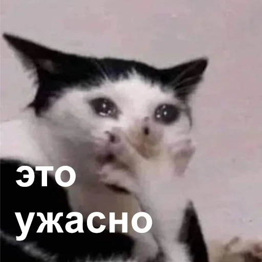 😐 Стикер «Разрывные котята» для Telegram