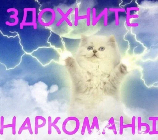 🌈 Стикер «Разрывные котята» для Telegram