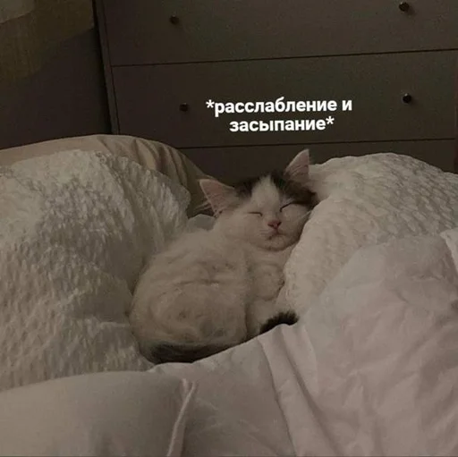 🐳 Стикер «Разрывные котята» для Telegram