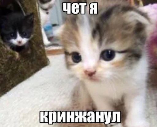 😑 Стикер «Разрывные котята» для Telegram