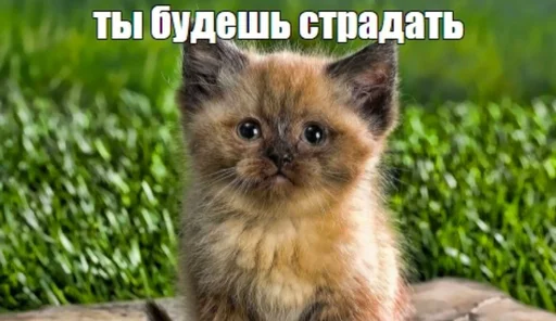 😈 Стикер «Разрывные котята» для Telegram
