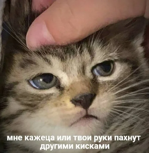🤔 Стикер «Разрывные котята» для Telegram