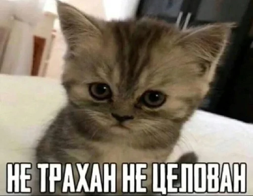 😢 Стикер «Разрывные котята» для Telegram