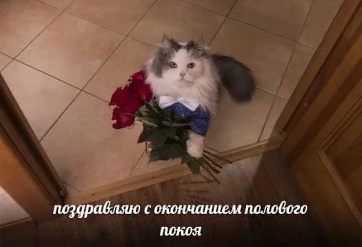 😽 Стикер «Разрывные котята» для Telegram