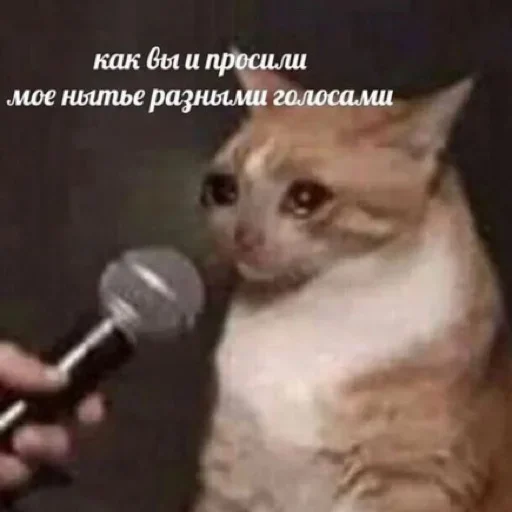 😭 Стикер «Разрывные котята» для Telegram