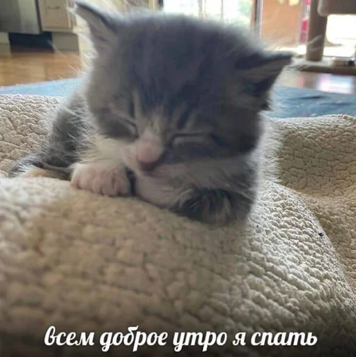 💤 Стикер «Разрывные котята» для Telegram