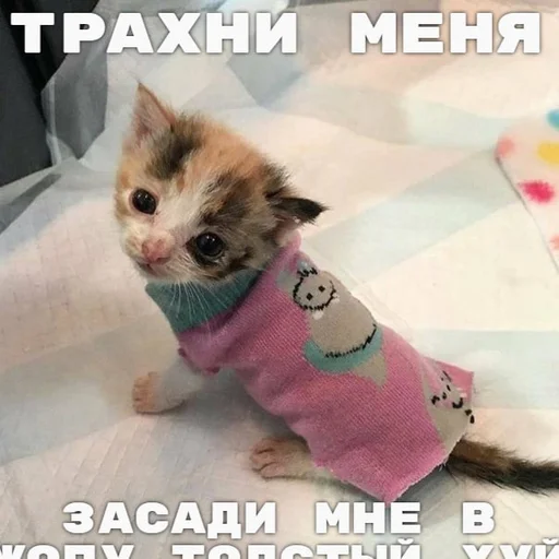 🥺 Стикер «Разрывные котята» для Telegram