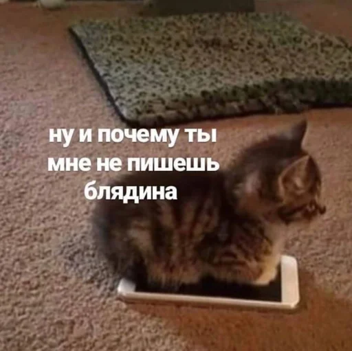 😡 Стикер «Разрывные котята» для Telegram