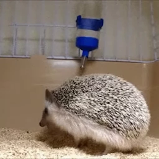🦔 Стикер «Ёжики» для Telegram