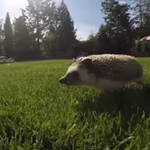 🦔 Стикер «Ёжики» для Telegram