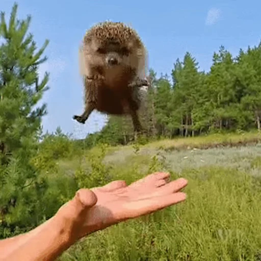 🦔 Стикер «Ёжики» для Telegram