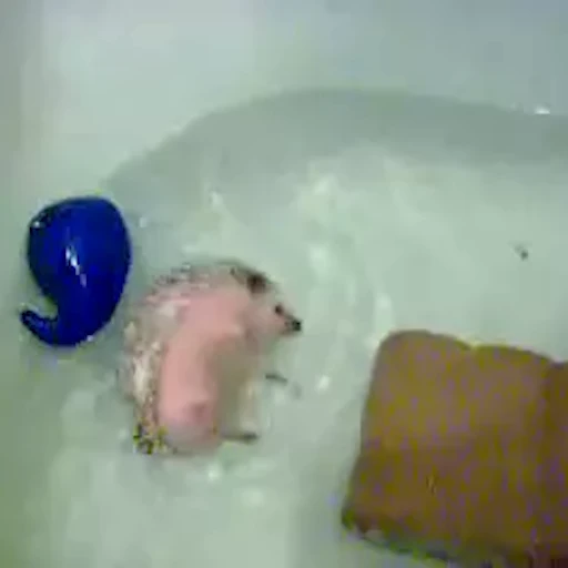 🛁 Стикер «Ёжики» для Telegram