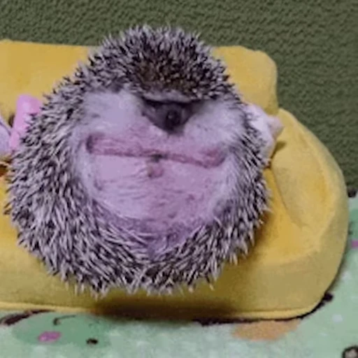 🦔 Стикер «Ёжики» для Telegram