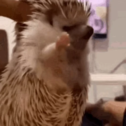 🦔 Стикер «Ёжики» для Telegram