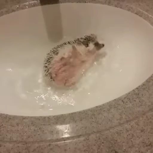🛁 Стикер «Ёжики» для Telegram