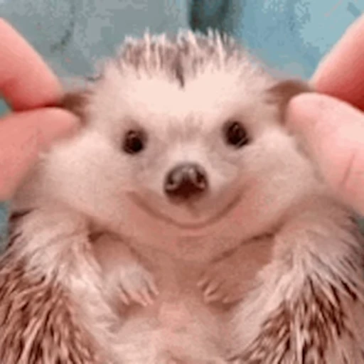 🦔 Стикер «Ёжики» для Telegram