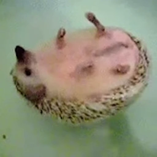 🦔 Стикер «Ёжики» для Telegram