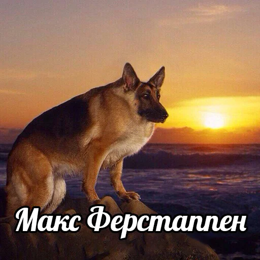 🐶 Стикер «Стикеры канала» для Telegram