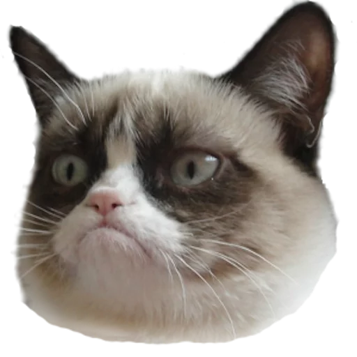Стикерпак myCats для Telegram — скачать