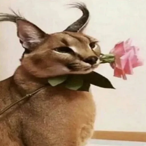💐 Стикер «...» для Telegram