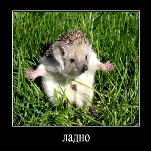 🦔 Стикер «...» для Telegram