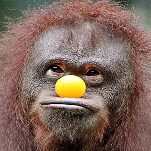 🐵 Стикер «...» для Telegram