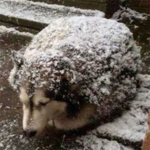 🐶 Стикер «...» для Telegram