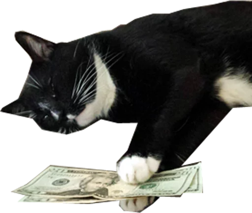 💵 Стикер «Halp» для Telegram