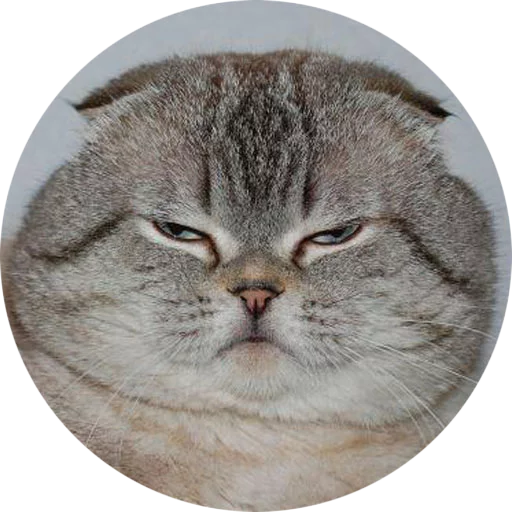 💆 Стикер «Halp» для Telegram