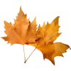 🍁 Эмодзи «Осенний вайб» для Telegram