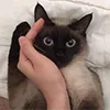 😻 Эмодзи «🐾 ateez - эйтиз эмоджи кпоп» для Telegram