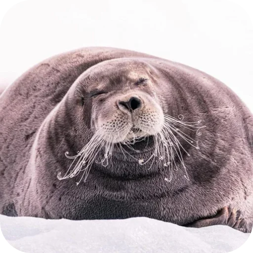 😊 Стикер «ТЮЛЕНИ» для Telegram
