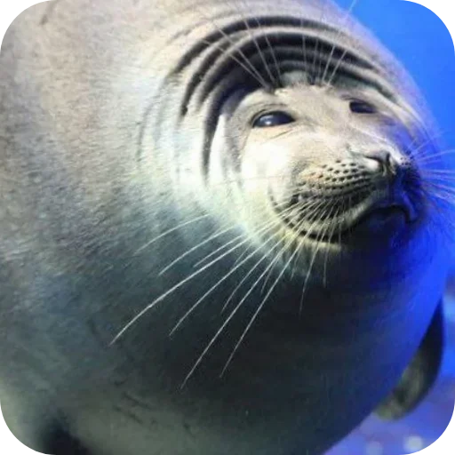 🥹 Стикер «ТЮЛЕНИ» для Telegram